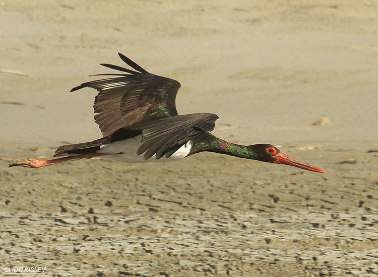  Black Stork Ciconia nigra   Maagan Michael ,Israel ,02-01-12,Lior Kislev